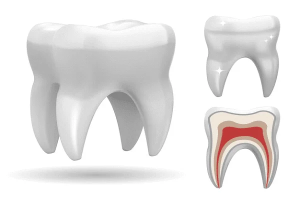 Qué son los dientes molares