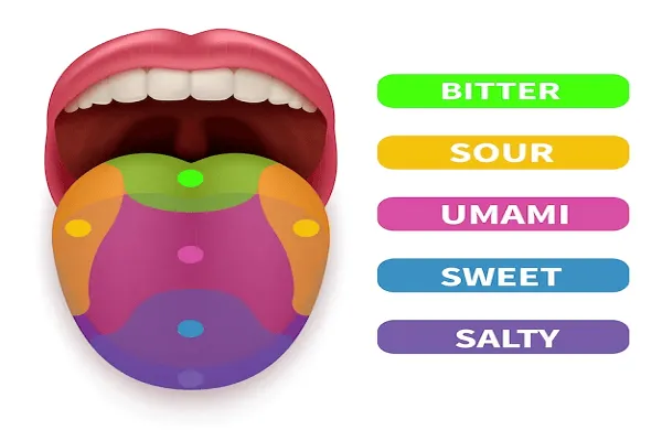 Exploración detallada de la lengua y sus partes