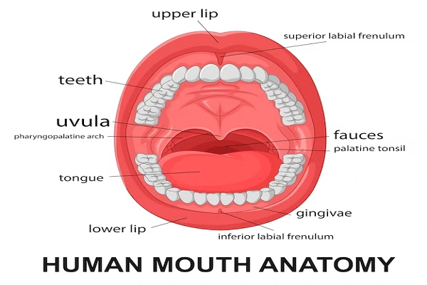 Anatomía y Funciones de la Lengua