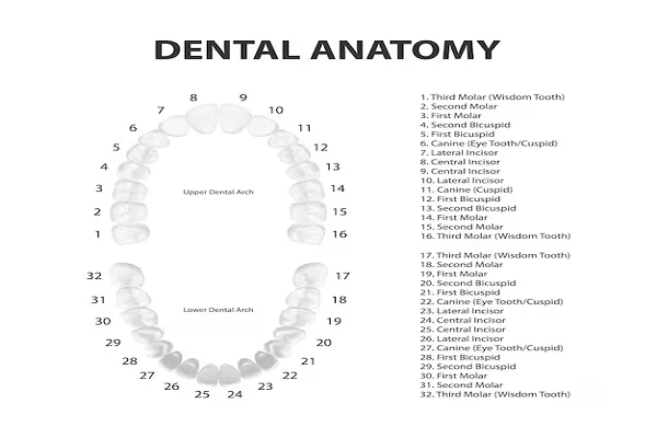 Conoce los Nombres de tus Dientes y su Importancia