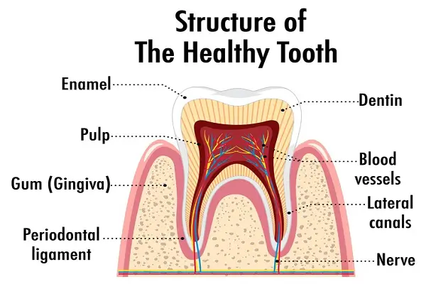 Todo lo que necesitas saber sobre las capas de los dientes