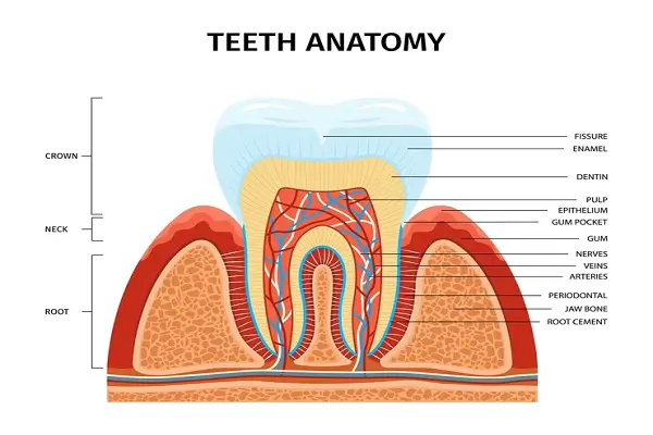 Todo lo que necesitas saber sobre las capas de los dientes