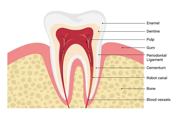 Todo lo que necesitas saber sobre las capas de los dientes